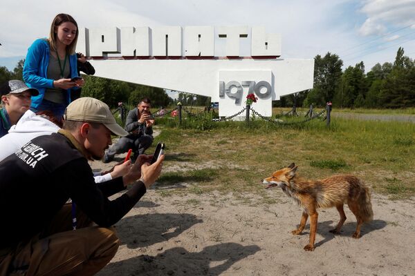 チェルノブイリ原発近郊のゴーストタウンと化した町プリピャチでキツネの写真を撮る観光客、ウクライナ - Sputnik 日本
