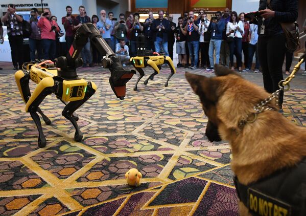 警察犬と犬型ロボット「Spot」、アマゾンのRe:MARS会議 - Sputnik 日本