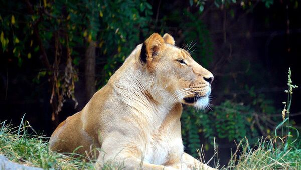 世界最大のネコ　トラとライオンの交雑種、体重３２０キロ - Sputnik 日本