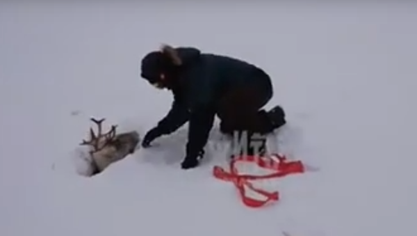 ６月に雪！　雪溜まりに埋まったシカを救出　シベリア - Sputnik 日本