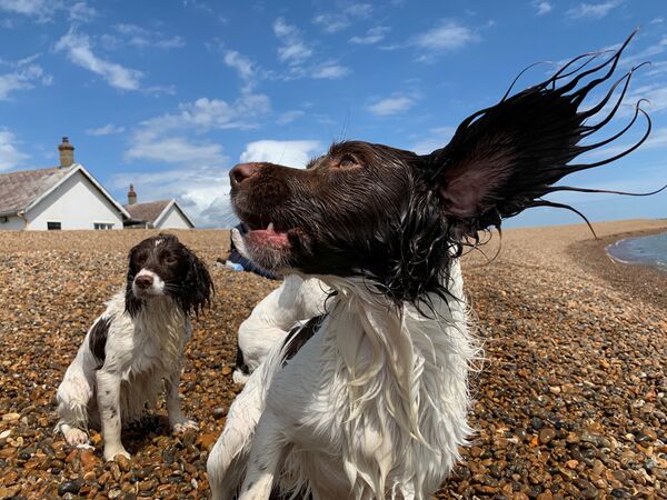ビーチで遊ぶ犬たち、英国、シングルコート海岸 - Sputnik 日本