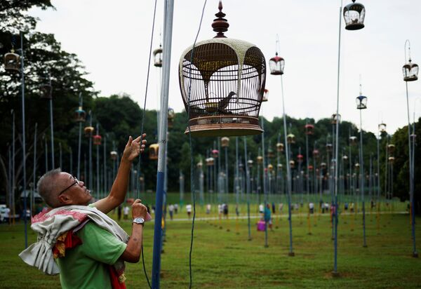 シンガポールで開催された鳥の鳴き声コンクール - Sputnik 日本
