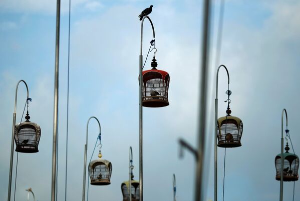 シンガポールで開催された鳥の鳴き声コンクール - Sputnik 日本