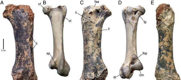 クリミアで北半球最大の鳥の化石見つかる　体重４５０キロ - Sputnik 日本
