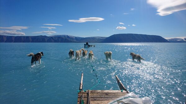 水に覆われた氷の上を犬たちが橇をひく　 グリーンランド - Sputnik 日本