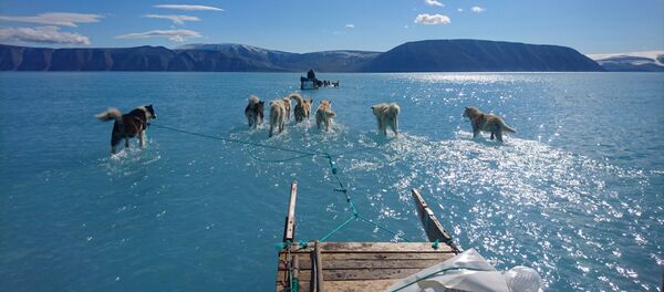 水に覆われた氷の上を犬たちが橇をひく  グリーンランド 水に覆われた氷の上を犬たちが橇をひく  グリーンランド - Sputnik 日本