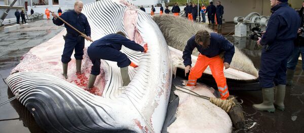 捕鯨 - Sputnik 日本