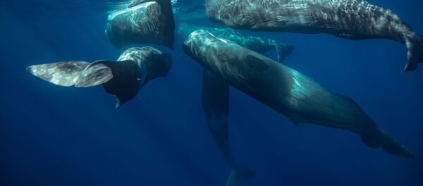 マッコウクジラ マッコウクジラ - Sputnik 日本