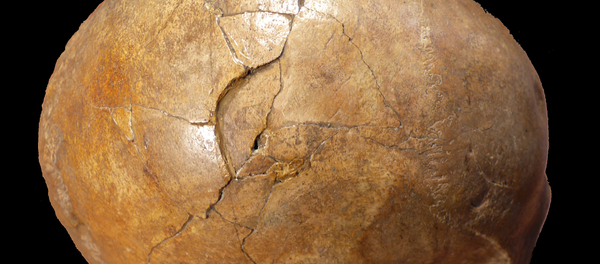 頭蓋骨 頭蓋骨 - Sputnik 日本