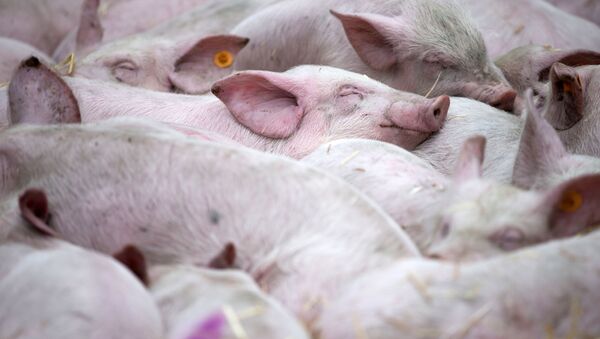 和歌山県　養豚場で豚熱が発生 - Sputnik 日本