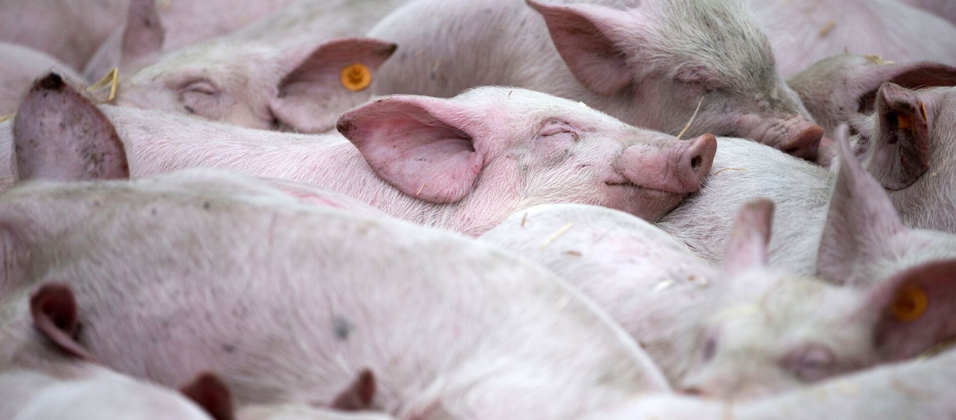栃木県で豚熱感染　すでに2800頭余を殺処分 - Sputnik 日本, 1920, 19.04.2021