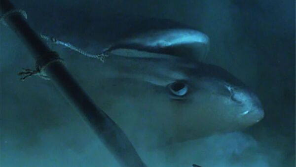 謎に包まれたサメが撮影される　恐竜の時代から進化が止まったサメ【動画】 - Sputnik 日本