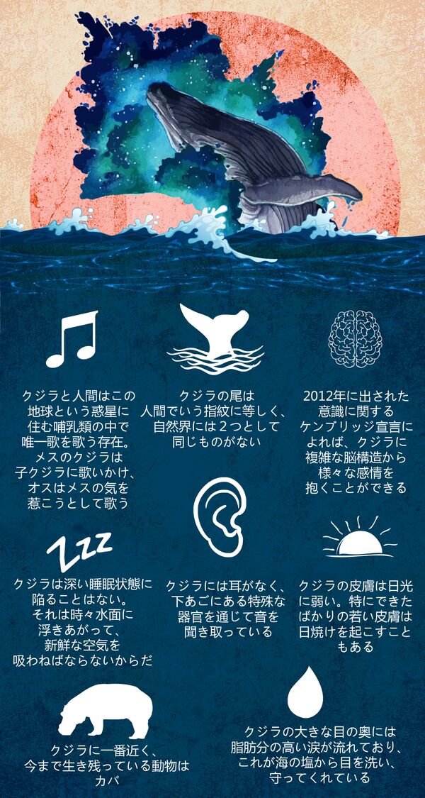 子守唄を歌い、日なたに長時間いるのを嫌う：クジラに関する8つの事実 - Sputnik 日本