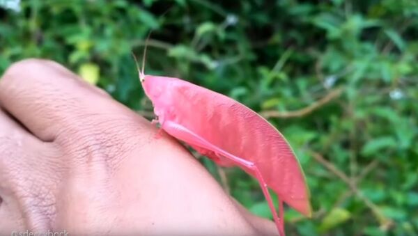 インドネシアで超レアなピンクのキリギリスが発見【動画】 - Sputnik 日本