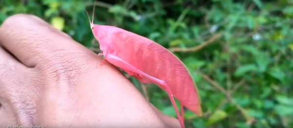 インドネシアで超レアなピンクのキリギリスが発見【動画】 インドネシアで超レアなピンクのキリギリスが発見【動画】 - Sputnik 日本