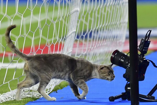 猫がカメラを覗き込む。サッカーのアフリカネイションズカップで。エジプト - Sputnik 日本