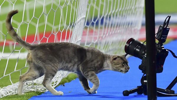 猫がカメラを覗き込む。サッカーのアフリカネイションズカップで。エジプト - Sputnik 日本