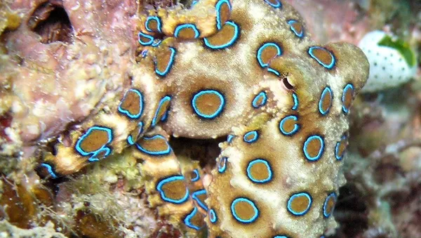 タコ