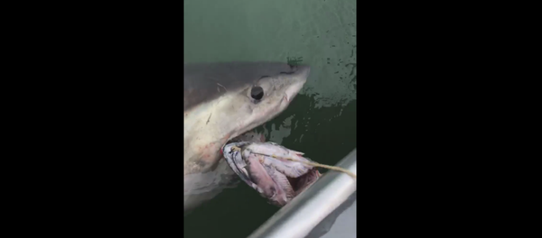 サメ サメ - Sputnik 日本