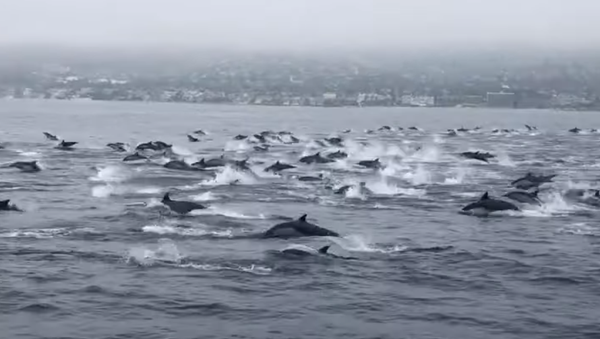 海の「渋滞」　約100頭のイルカがボートを取り囲む　米国 - Sputnik 日本