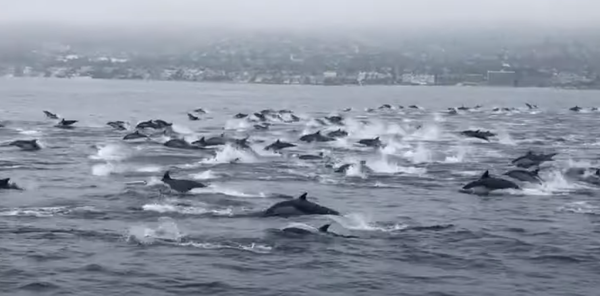 海の「渋滞」　約100頭のイルカがボートを取り囲む　米国 - Sputnik 日本
