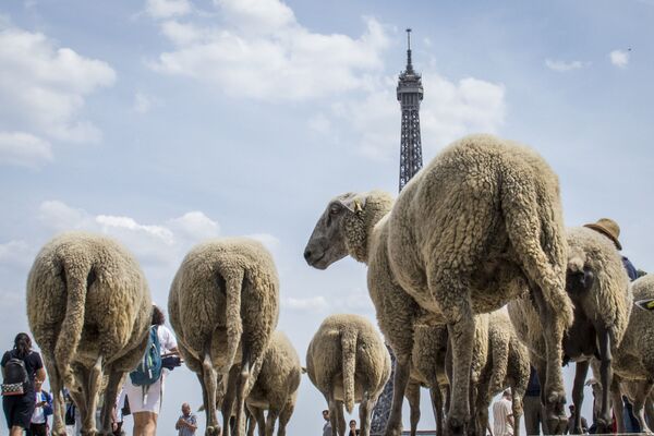 エッフェル塔と羊。パリ、フランス　 - Sputnik 日本