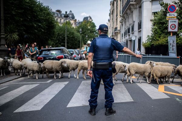 警察官が横断歩道を渡る羊を見守る。パリ、フランス - Sputnik 日本