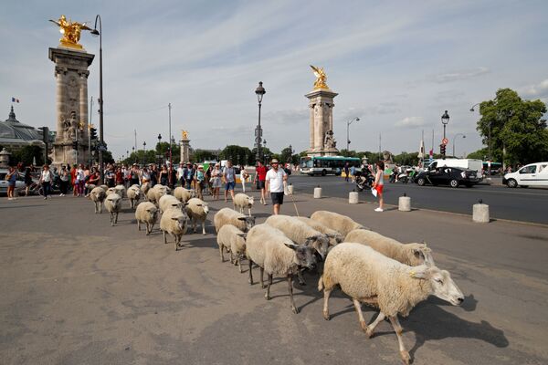 羊飼いが羊にアレクサンドル3世橋を渡らせる。パリ、フランス - Sputnik 日本