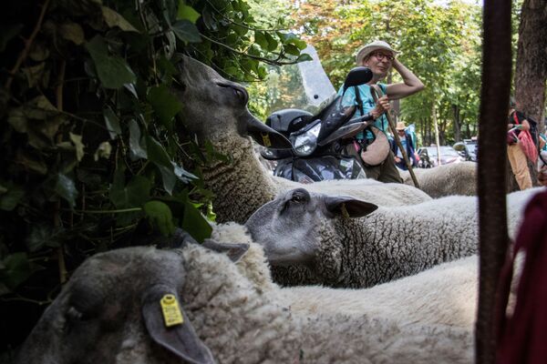 羊と飼い主。パリ　 - Sputnik 日本