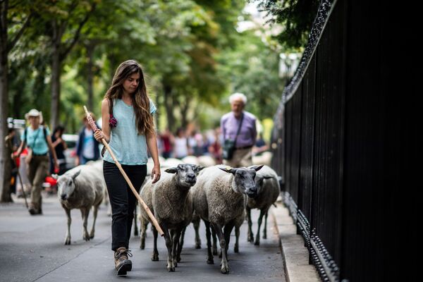 羊飼いの女性が羊を率いる。パリ、フランス - Sputnik 日本