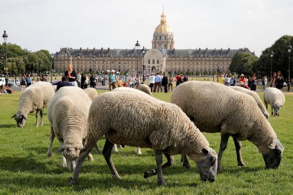 羊の群れ。パリ、フランス - Sputnik 日本