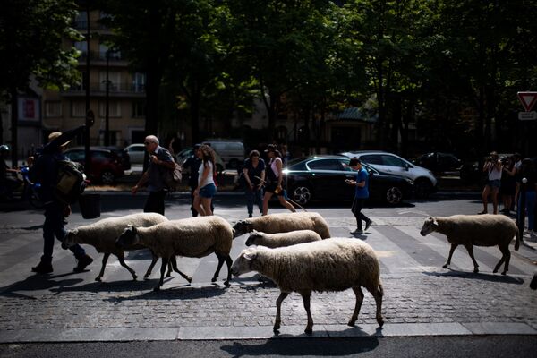 羊飼いが羊を率いる。パリ、フランス - Sputnik 日本