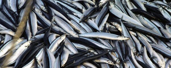 サンマ サンマ - Sputnik 日本