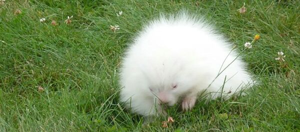 動く白髪のカツラ? 神秘的な毛皮の生き物 さてその正体は 動く白髪のカツラ? 神秘的な毛皮の生き物 さてその正体は - Sputnik 日本