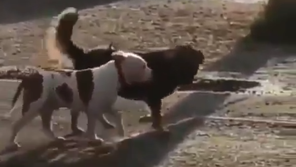野良犬がフェンスに繋がれていた飼い犬を散歩に連れ出す - Sputnik 日本