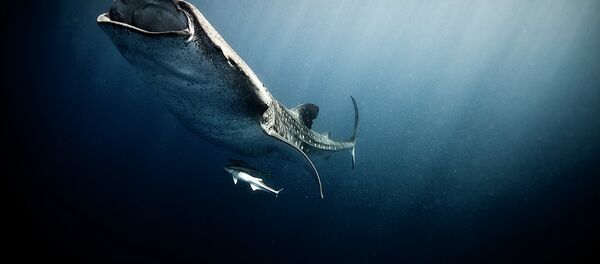 日本の調査捕鯨 177頭を捕獲 日本の調査捕鯨 177頭を捕獲 - Sputnik 日本