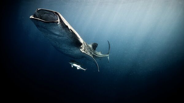 日本の調査捕鯨　１７７頭を捕獲 - Sputnik 日本