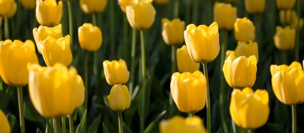 チューリップ - Sputnik 日本