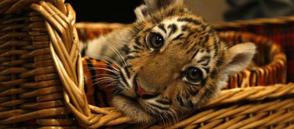 子供はみんな同じ！米動物園で犬がトラの子のママに - Sputnik 日本