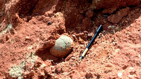 中国南部　6600万年前の恐竜の卵の化石を少年が発見 - Sputnik 日本
