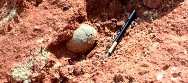 中国南部 6600万年前の恐竜の卵の化石を少年が発見 中国南部 6600万年前の恐竜の卵の化石を少年が発見 - Sputnik 日本