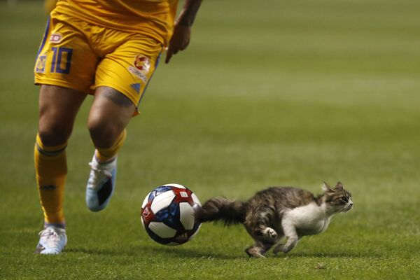 サッカーの試合中にグランドに飛び出たネコ　米国　ソルトレイクシティ - Sputnik 日本
