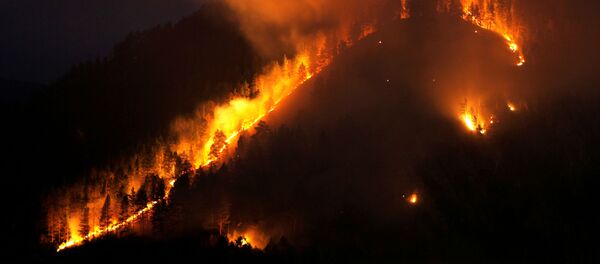 森林火災 森林火災 - Sputnik 日本