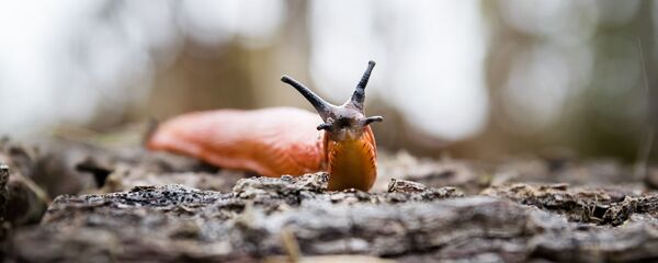 ナメクジ - Sputnik 日本