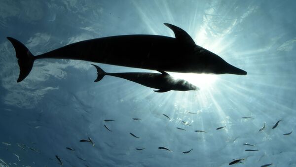 クジラの孤児を我が子同様に育てた母イルカ - Sputnik 日本
