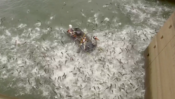米国で電気ショックを受けた魚が水から飛び跳ねる - Sputnik 日本