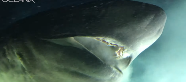 海の怪物を訪れる:研究者らが珍しいカグラザメを撮影 海の怪物を訪れる:研究者らが珍しいカグラザメを撮影 - Sputnik 日本