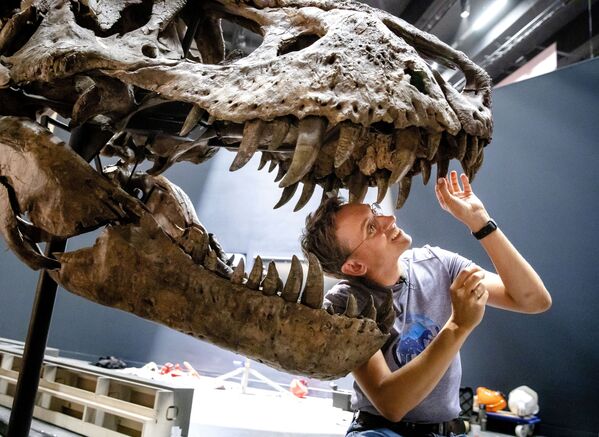 ティラノサウルス・レックスの骨格を再現する古生物学者　オランダ - Sputnik 日本