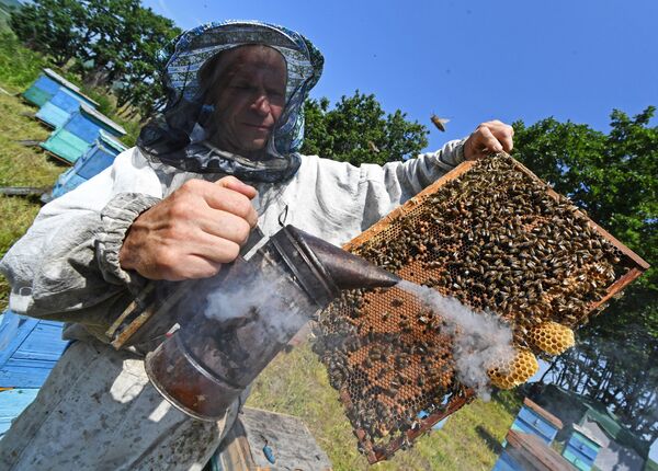 巣枠に煙をかける沿海地方の養蜂家 - Sputnik 日本