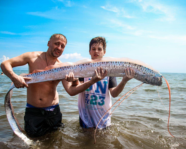 極東で初 巨大な珍魚リュウグウノツカイ発見 目撃者の証言【写真】 極東で初 巨大な珍魚リュウグウノツカイ発見 目撃者の証言【写真】 - Sputnik 日本
